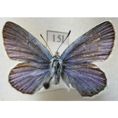 Plebejus argyrognomon (Bergsträsser, 1779) male Modraszek srebroplamek Czech15l